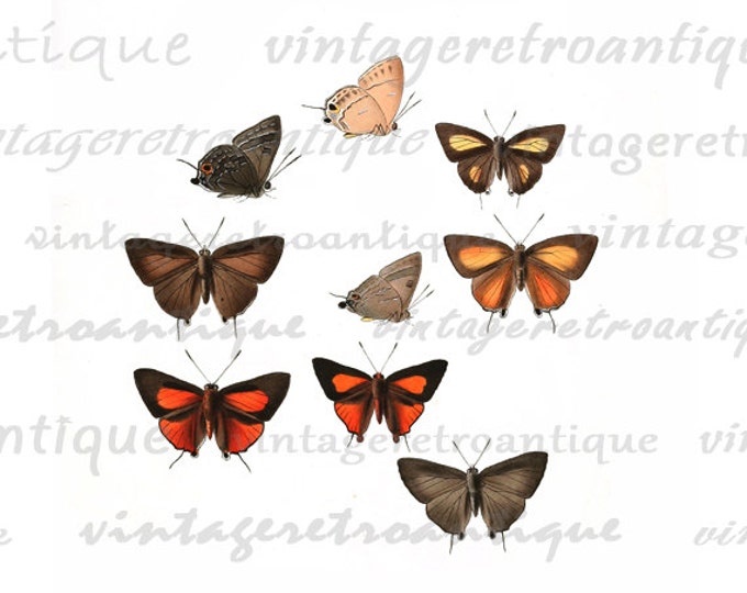 Printable Graphic Butterflies Collage Sheet Download Digital Image Vintage Clip Art HQ 300dpi No.813