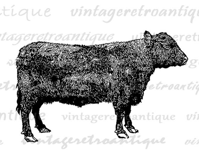 Digital Image Galloway Cow Download Farm Animal Printable Graphic Vintage Clip Art Jpg Png Eps HQ 300dpi No.3346