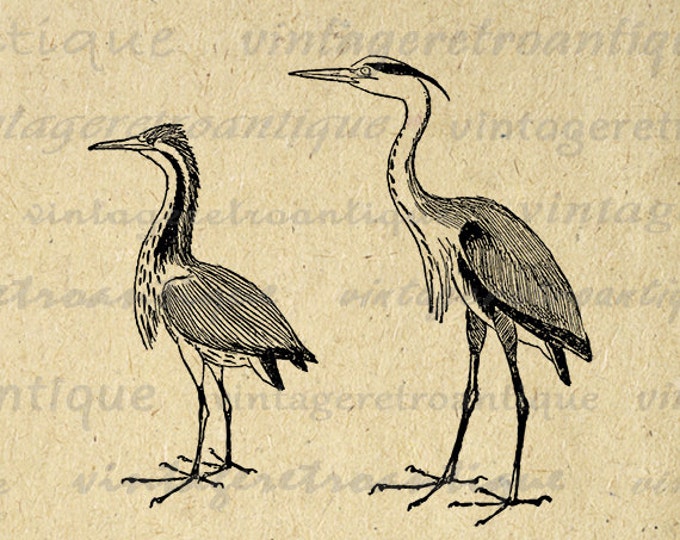 Heron and Bittern Birds Digital Image Download Bird Graphic Printable Vintage Clip Art Jpg Png Eps HQ 300dpi No.1037