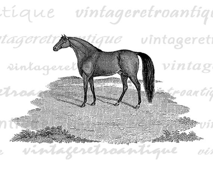 Antique Horse Digital Image Graphic Printable Download Illustration Vintage Clip Art Jpg Png Eps HQ 300dpi No.4044