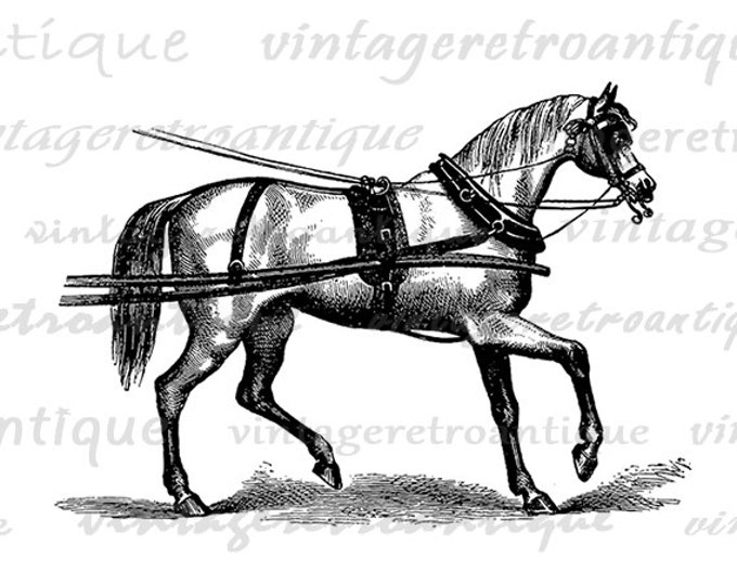 Printable Graphic Horse with Harness Download Image Digital Illustration Vintage Clip Art Jpg Png Eps HQ 300dpi No.2343