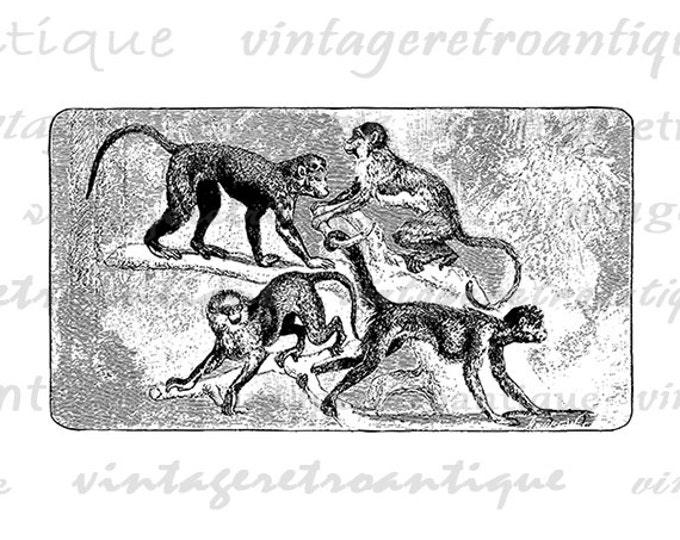 Monkeys Graphic Printable Download Image Digital Vintage Clip Art Jpg Png Eps HQ 300dpi No.725