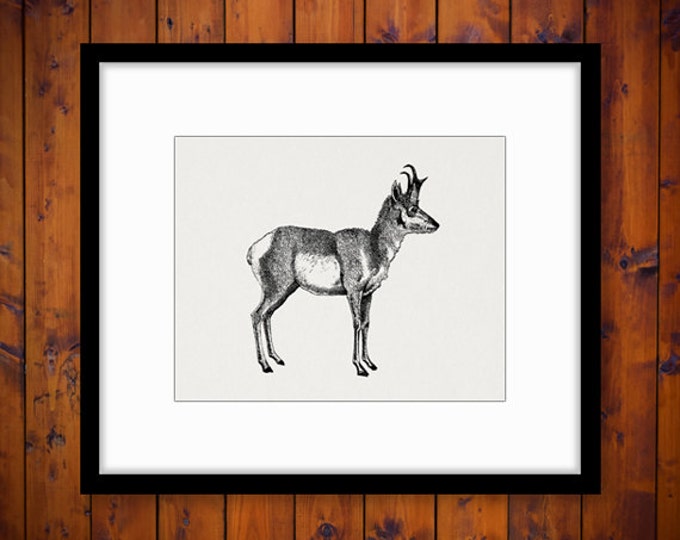 Digital Printable Antelope Graphic Download Animal Image Illustration Vintage Clip Art Jpg Png Eps HQ 300dpi No.2092