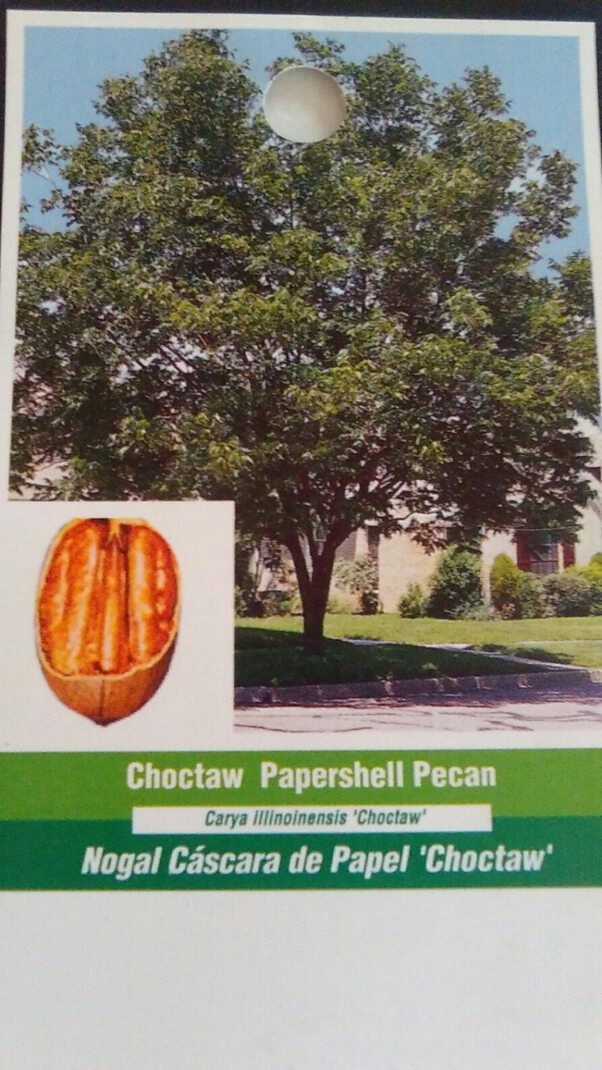 Choctaw Papershell Pecan Tree 7 Gallon Size Healthy Big Nuts