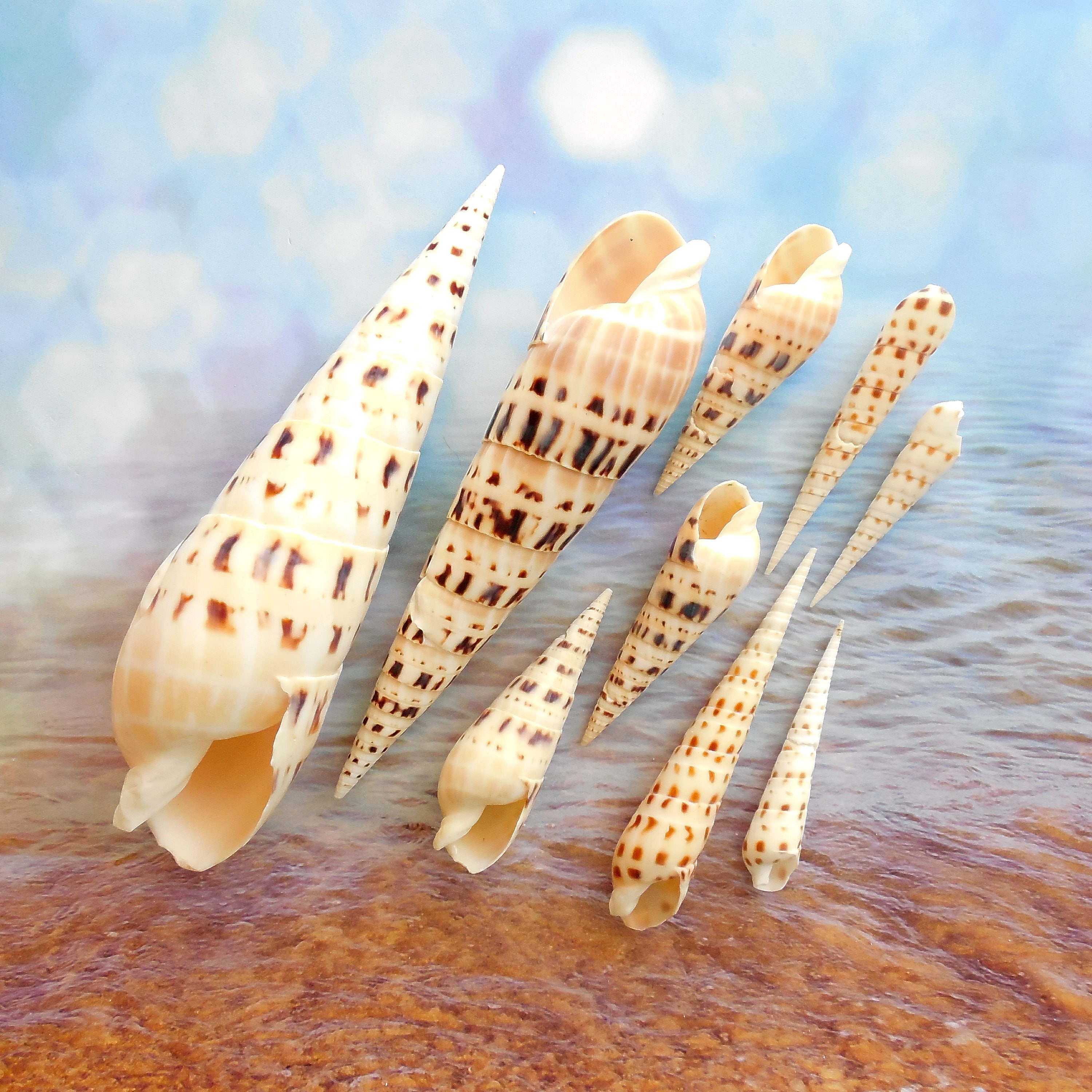 Auger Seashells (9) Bulk Auger Shells Specimen Shells Aquarium Shells Terebra Maculata