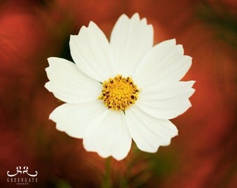 Discounted 8x10" cosmos flower photo print - white cosmos orange background botanical art print