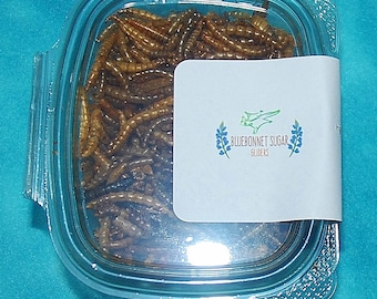 Sugar Glider Treat- Freeze Dried Mealworms- 6 ounce Container