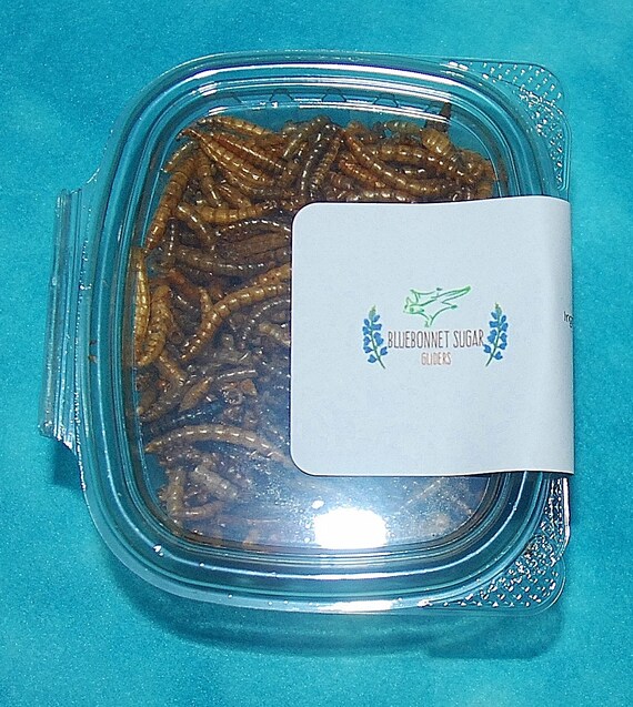 Sugar Glider Treat Freeze Dried Mealworms 6 ounce Container