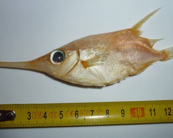 ratfish real deepsea fish TAXIDERMY rare stuffed oddity mediterranean deep sea grenadier specimen dismal odd strange abyssal depths dismal