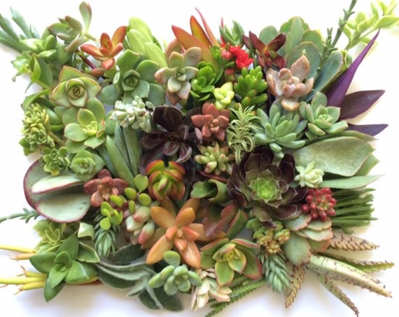50 succulents cuttings succulent clippings succulent plant 50 succulents cuttings succulent clippings succulent plant