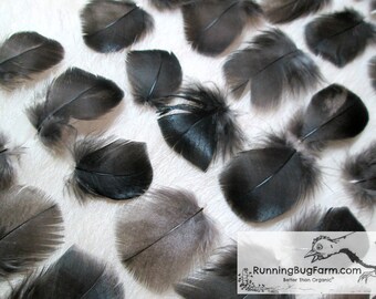 Turkey Feathers Black Feathers Real Feathers Miniature Feathers Metallic Feathers Cruelty Free Feathers Natural Feathers 30 1-1.49" / BST