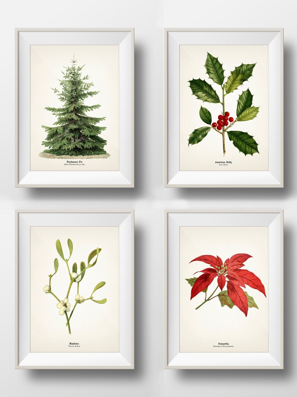 Christmas Holiday Botanical Prints Set of 4 Holly