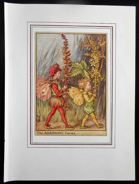 Agrimony Flower Fairy Vintage Print c.1950 Cicely Mary Barker