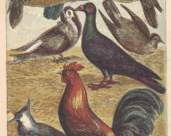 1880's Antique Bird Print Dove Pigeon Fowl Ornithology Warne's Natural History Original Lithograph Book Plate