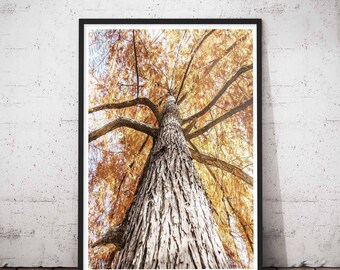 Tree Wall Decals, Tree Print Wall Art, Tree Decals, Rustic Tree Prints, Wall Decals Tree, Rustic Tree Artwork, Winter Tree Print, Tree Wall