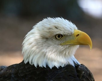 American, Bald, Eagle, photo, bird photography, wildlife photography, nature photography, home decor, wall art, free shipping, metal, shops