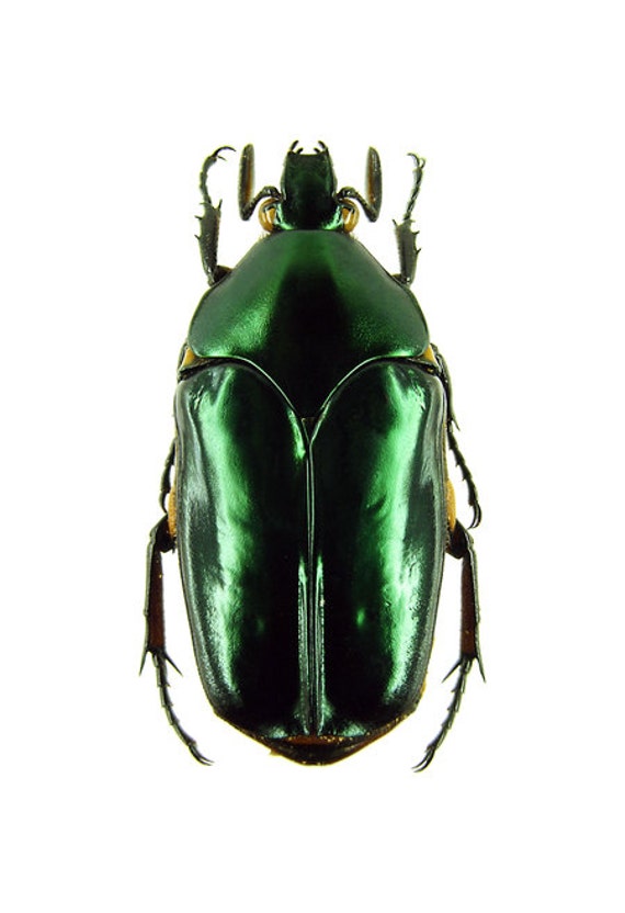 Supplies for your artworks dried insects 5 pieces