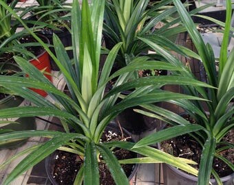1 Live edible pandan leaves plant - la dua   - 11 To 17 Inches tall -m169