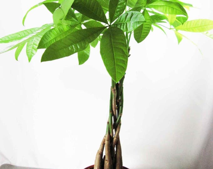 Money Tree 5 Braided Plants Into 1 Pachira Tree, Money Tree ******************************  USA Seller Fast Shipping