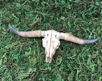 Miniature Longhorn Steer Skull
