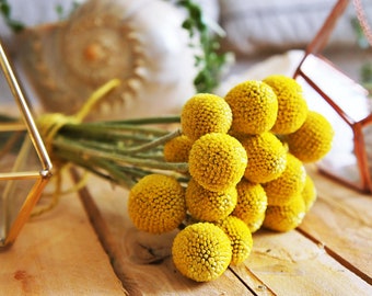 10 - 400 X dried billy buttons, dried Craspedia flowers, dried yellow ball, dried flower arrangement, wedding bouquet, craspedia flowers