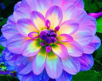 Grow Your Own Rainbow Dinner Plate Dahlia From Seed, 20 Seeds In A Pack, Organic, GMO Free