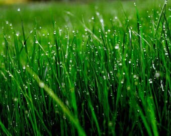 Morning Dew