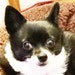 pibi