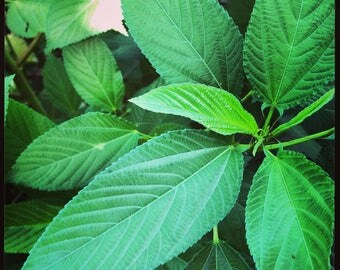 Mulukhiyah / Molokhia / Egyptian Spinach / Jute Mallow - 250+ Seeds - Fresh for 2017