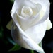 Rose Collector