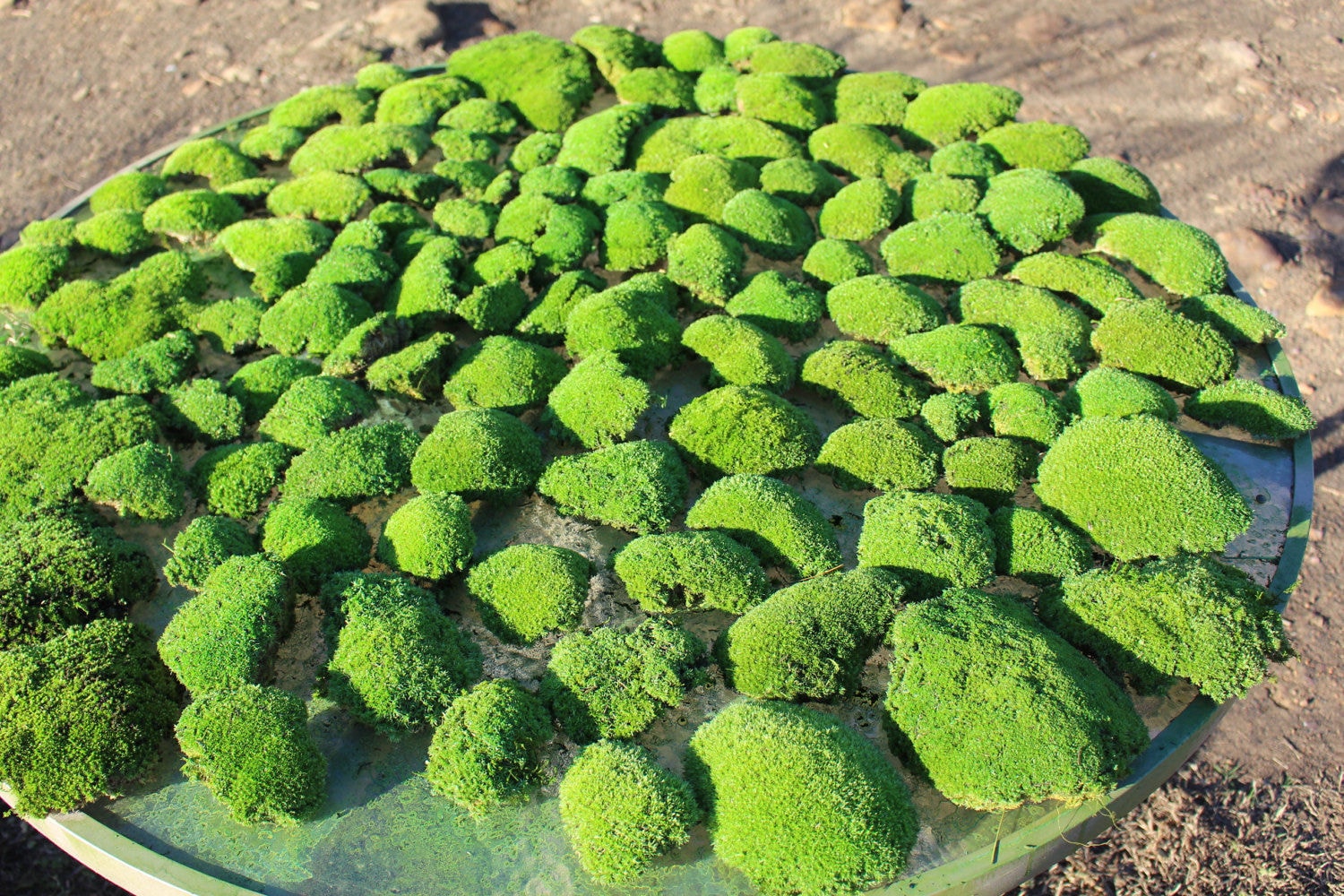 Preserved MossPillow MossCushion MossNO WATER neededNow by