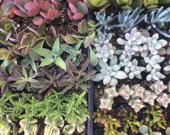 Succulent Plant Reservation - Reserve Succulents for Your Event