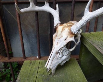 Real deer skull vintage taxidermy whole head Antlers teeth Oddities southwestern tumbleweeds
