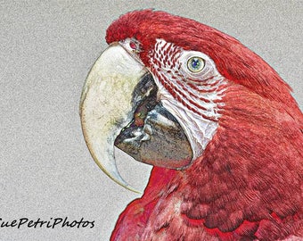 Macaw Photograph, Greenwing Macaw, Fine Art Photograph, Animal Photography, Bird Photos, Red Parrot, Parrot Greeting Card, Parrot Magnet