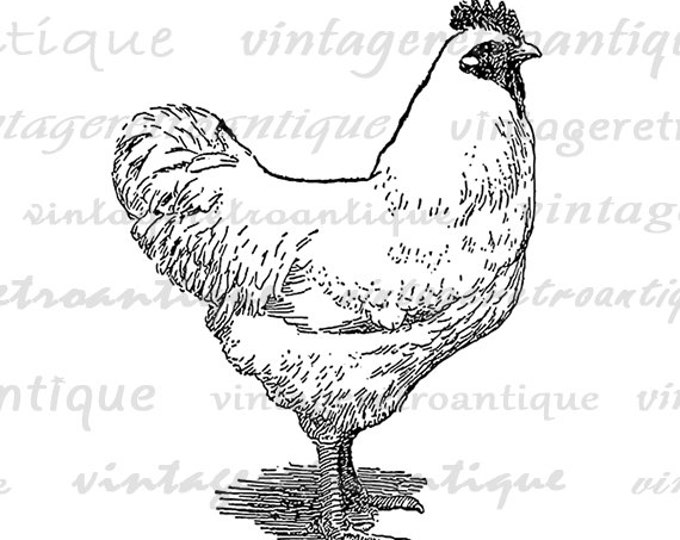 Printable Chicken Image Farm Animal Art Download Chicken Illustration Digital Clipart Graphic Antique Clip Art Jpg Png Eps HQ 300dpi No.3184