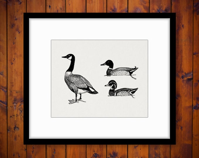 Digital Printable Ducks and Goose for Download Graphic Image Vintage Clip Art Jpg Png Eps HQ 300dpi No.1081