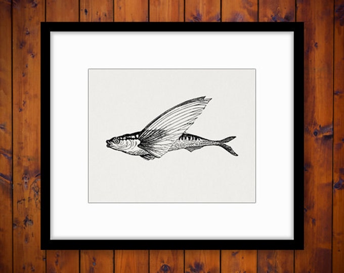 Digital Flying Fish Graphic Image Antique Fish Illustration Printable Download Vintage Clip Art Jpg Png Eps HQ 300dpi No.3870