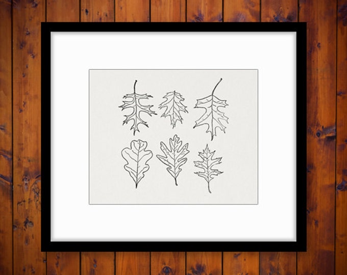 Leaf Image Graphic Printable Leaf Tree Leaves Collection Digital Collage Sheet Download Antique Clip Art Jpg Png Eps HQ 300dpi No.973