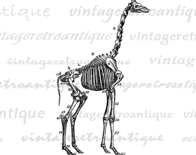 Giraffe Skeleton Image Printable Graphic Digital Download Illustration Vintage Clip Art Jpg Png Eps HQ 300dpi No.2271