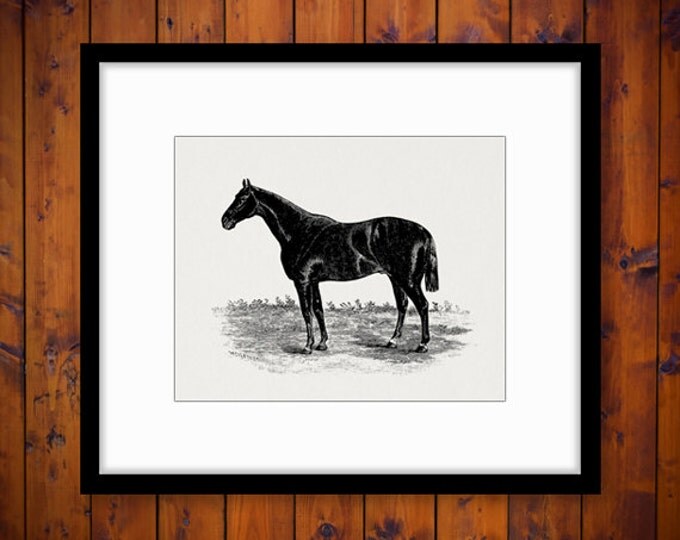 Digital Graphic Horse Download Antique Artwork Printable Image Vintage Clip Art Jpg Png Eps HQ 300dpi No.751