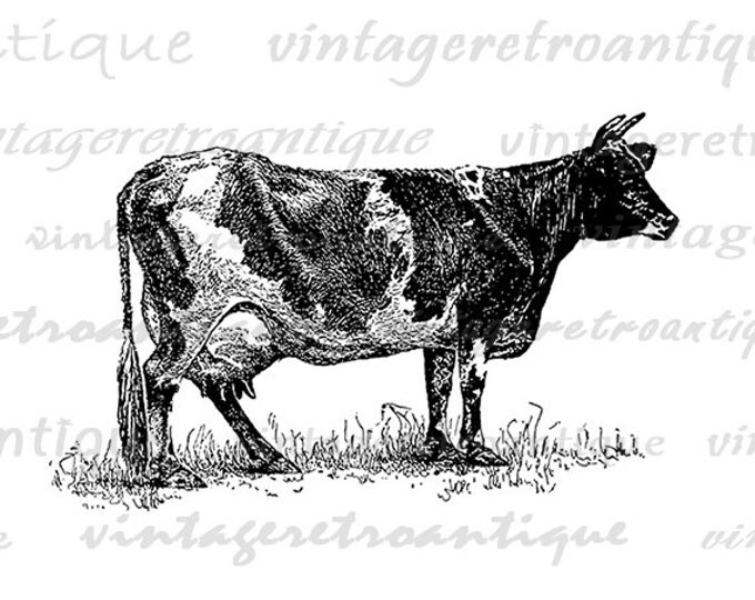 Printable Graphic Dairy Cow Download Illustration Digital Image Antique Clip Art Jpg Png Eps HQ 300dpi No.3161