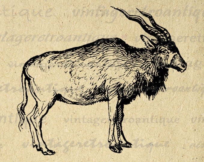 Addax Antelope Graphic Printable Image Animal Artwork Download Digital Antique Clip Art Jpg Png Eps HQ 300dpi No.566