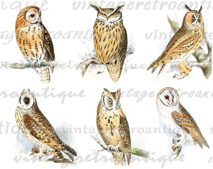 Printable Owl Collage Sheet Graphic Digital Color Bird Image Download T-Shirts HQ 300dpi No.479