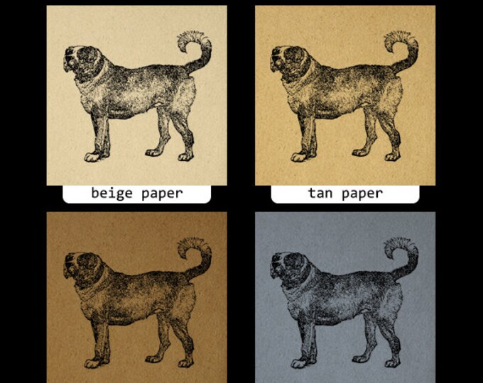 Digital Printable Mastiff Dog Graphic Dog Download Image Illustration Antique Clip Art Jpg Png Eps HQ 300dpi No.4216