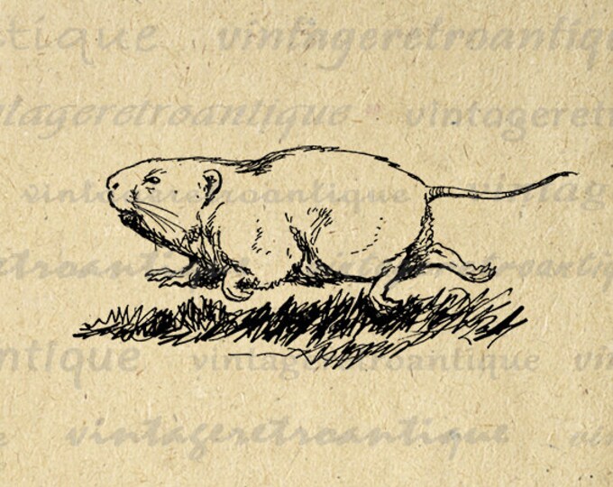 Printable Groundhog Digital Graphic Cute Gopher Download Antique Image Vintage Clip Art Jpg Png Eps HQ 300dpi No.305