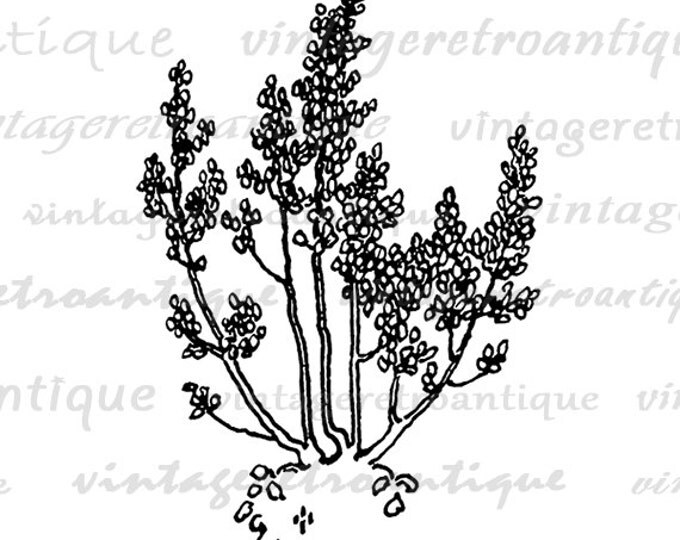 Digital Tree Image Graphic Antique Illustration Printable Plant Download Vintage Clip Art Jpg Png Eps HQ 300dpi No.3803