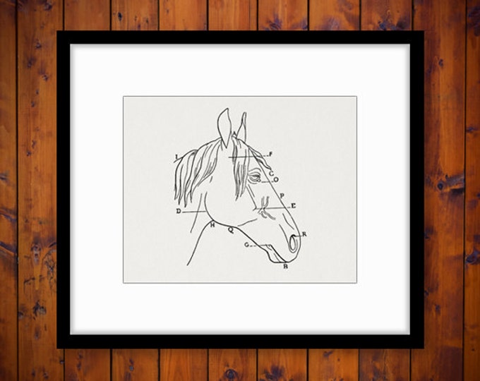 Printable Image Horse Head Diagram Graphic Digital Download Artwork Vintage Clip Art Jpg Png Eps HQ 300dpi No.1954