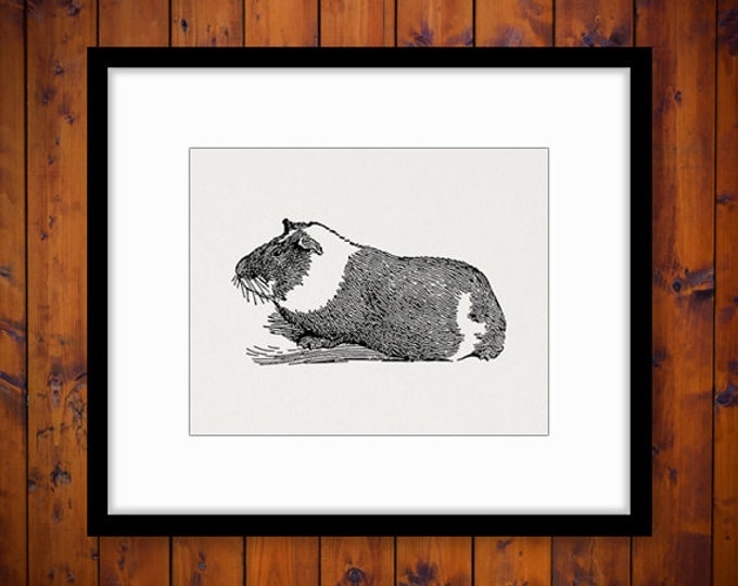 Printable Image Guinea Pig Graphic Illustration Digital Download Antique Clip Art Jpg Png Eps 18x18 HQ 300dpi No.3129