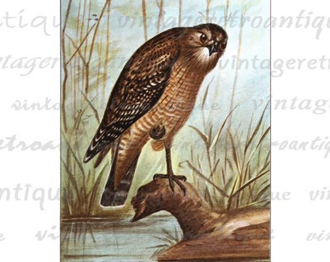 Red Shouldered Hawk Digital Graphic Printable Bird Illustration Color Image Download Artwork Vintage Clip Art HQ 300dpi No.851