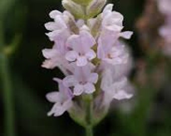 HLE) ELLAGANCE PINK Lavender~Seeds!!!~~~~Something New in Lavenders!